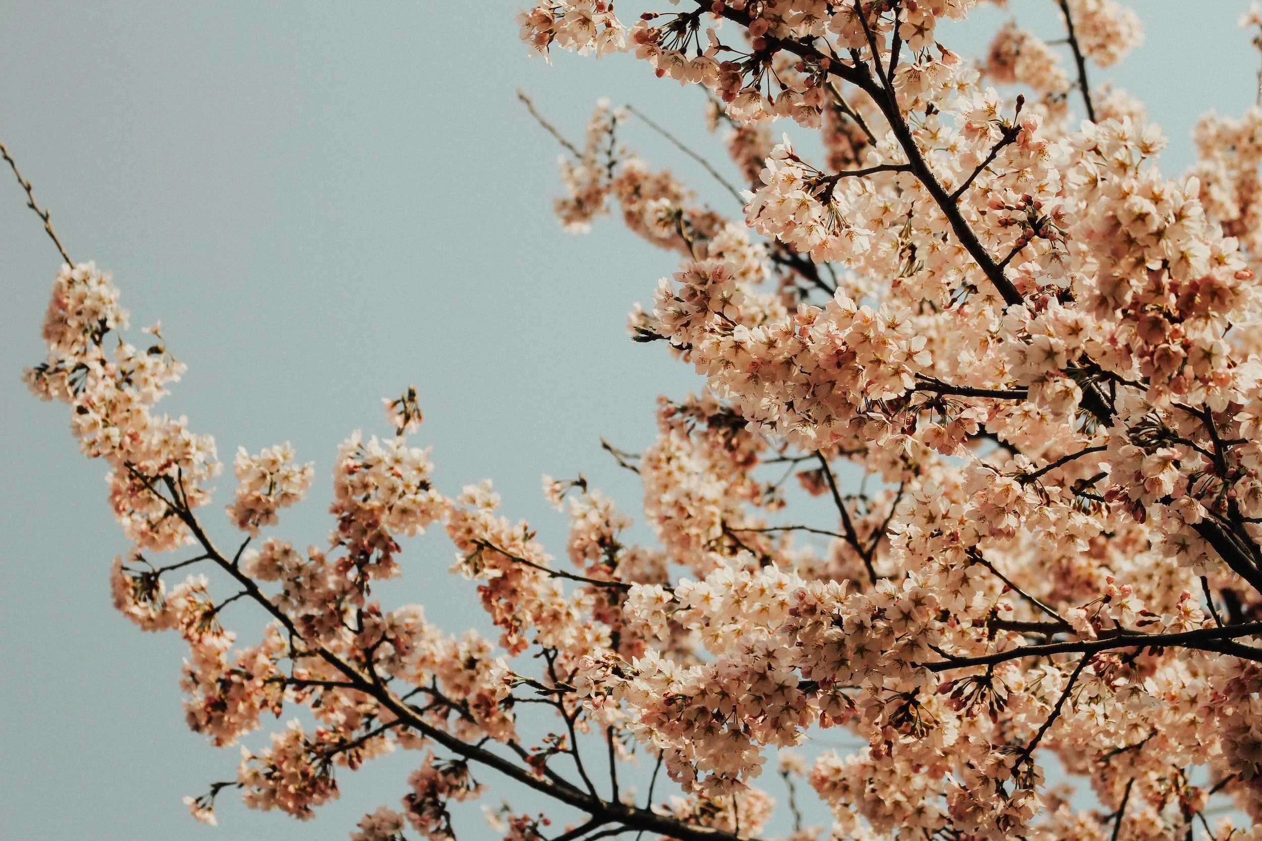 Cherry blossoms beside an open Bible